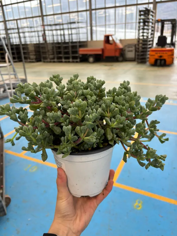 Oscularia deltoides v14 V. 14 cm - Riviera Quality Societa' Agricola Cooperativa