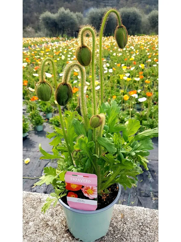 Papaveri 14 V. 14 cm - Riviera Quality Societa' Agricola Cooperativa