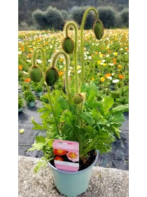 Papaveri 14 V. 14 cm - Riviera Quality Societa' Agricola Cooperativa