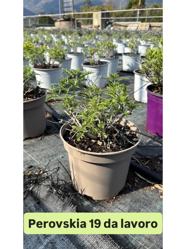 Perovskia salvia russa 18 V. 18 cm - Riviera Quality Societa' Agricola Cooperativa