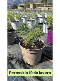 Perovskia salvia russa 18 V. 18 cm - Riviera Quality Societa' Agricola Cooperativa