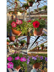 Petunia bsk 16 V. 16 cm - Riviera Quality Societa' Agricola Cooperativa