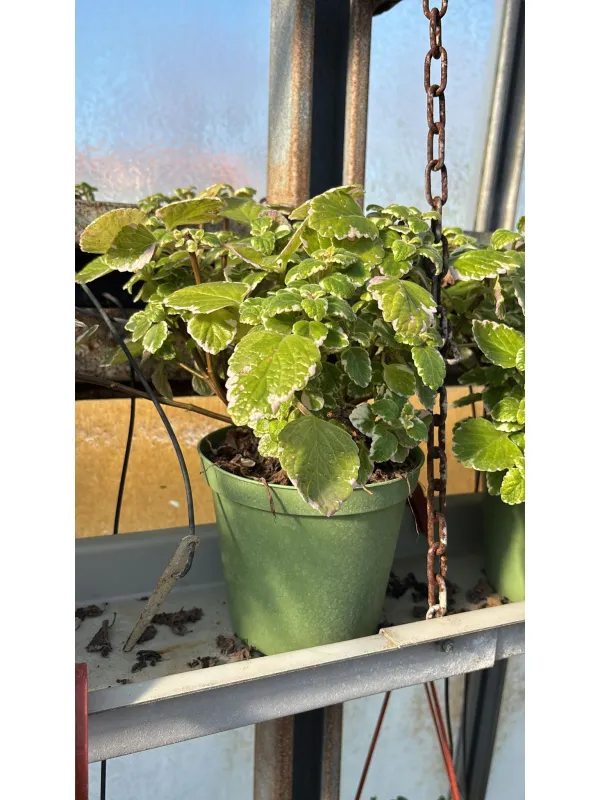 Plectranthus 14 V. 14 cm - Riviera Quality Societa' Agricola Cooperativa