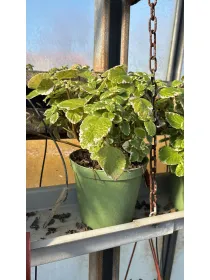 Plectranthus 14 V. 14 cm - Riviera Quality Societa' Agricola Cooperativa