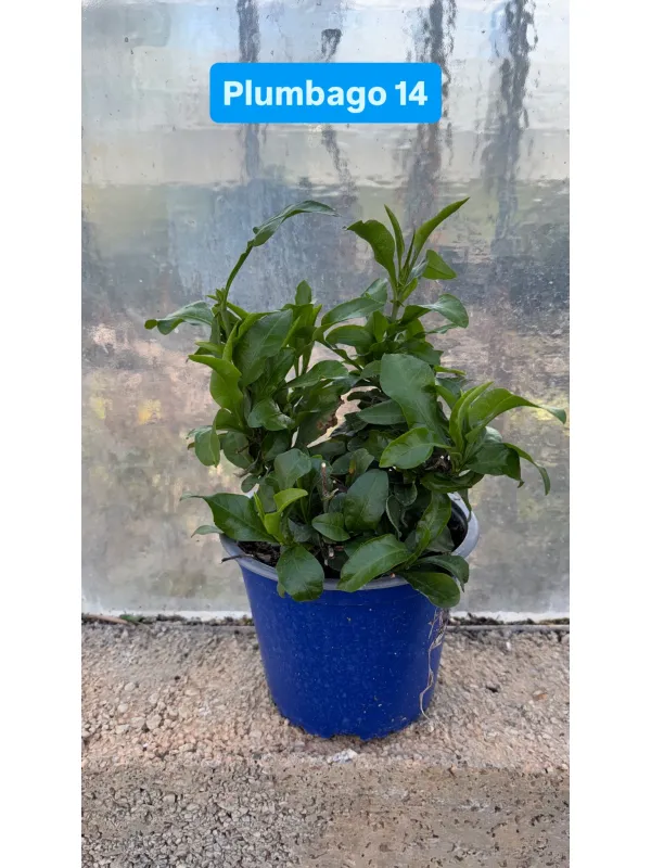 Plumbago 14 V. 14 cm - Riviera Quality Societa' Agricola Cooperativa
