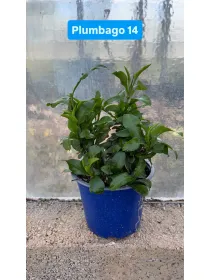 Plumbago 14 V. 14 cm - Riviera Quality Societa' Agricola Cooperativa