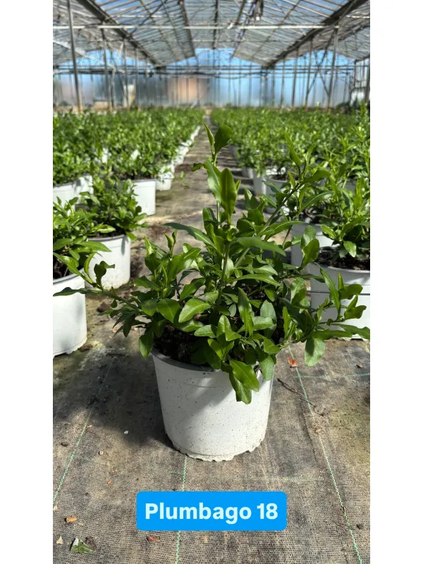 Plumbago 18 V. 18 cm - Riviera Quality Societa' Agricola Cooperativa