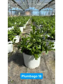 Plumbago 18 V. 18 cm - Riviera Quality Societa' Agricola Cooperativa