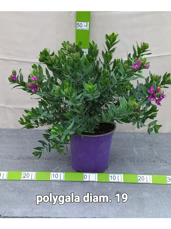 Poligala v18 V. 18 cm - Riviera Quality Societa' Agricola Cooperativa