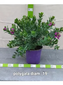 Poligala v18 V. 18 cm - Riviera Quality Societa' Agricola Cooperativa