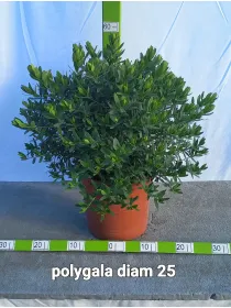 Poligala v25 V. 25 cm - Riviera Quality Societa' Agricola Cooperativa