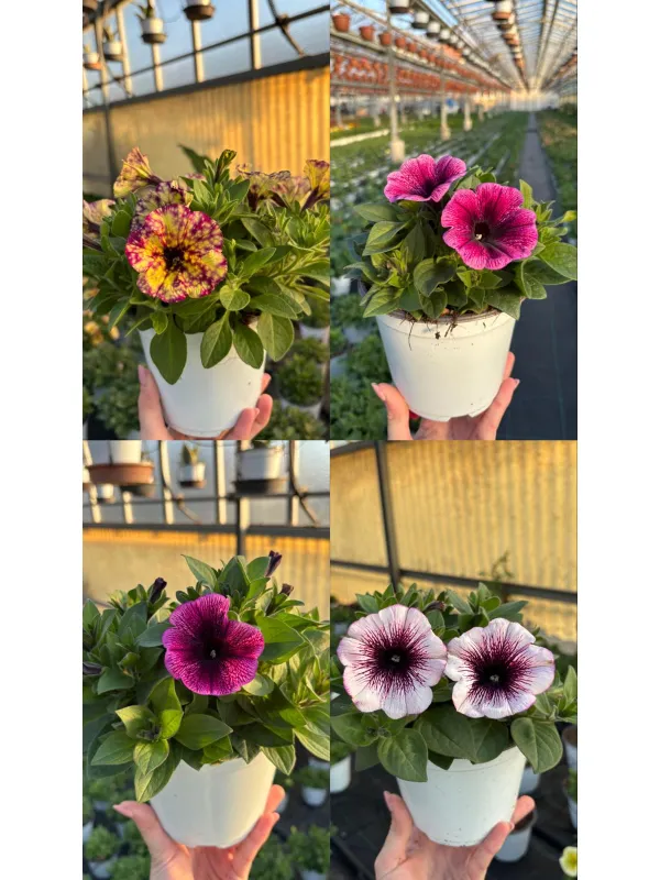 Potunia 14 V. 14 cm - Riviera Quality Societa' Agricola Cooperativa