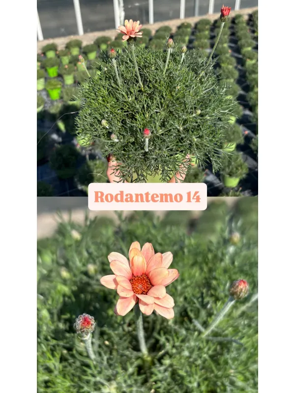 Rhodanthemum 14 V. 14 cm - Riviera Quality Societa' Agricola Cooperativa