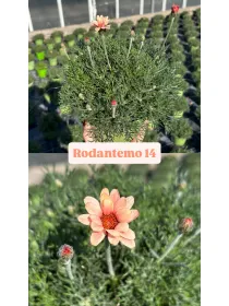 Rhodanthemum 14 V. 14 cm - Riviera Quality Societa' Agricola Cooperativa