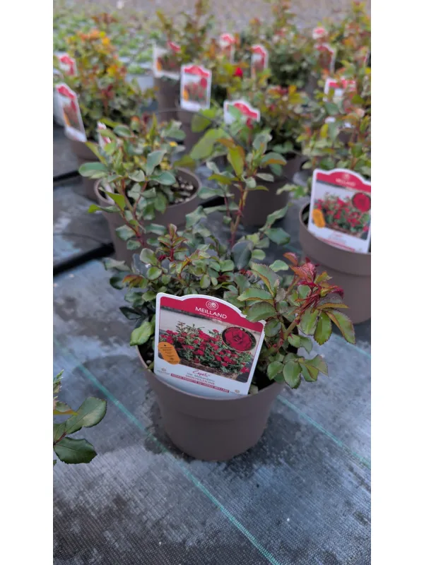 Rosa meilland® zepeti 17 V. 17 cm - Riviera Quality Societa' Agricola Cooperativa