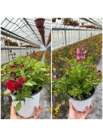 Salvia greggi 14 V. 14 cm - Riviera Quality Societa' Agricola Cooperativa