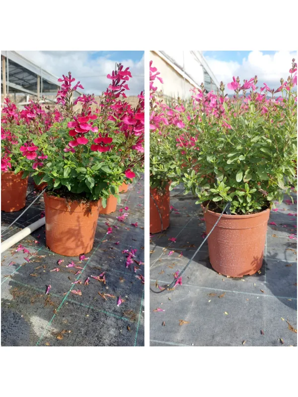 Salvia greggii 18 V. 21 cm - Riviera Quality Societa' Agricola Cooperativa