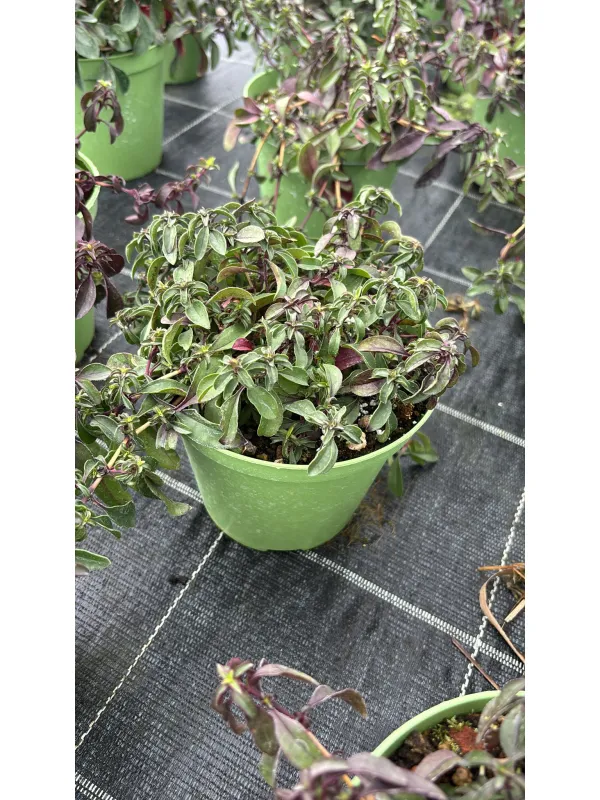 Saponaria 14 V. 14 cm - Riviera Quality Societa' Agricola Cooperativa