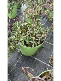 Saponaria 14 V. 14 cm - Riviera Quality Societa' Agricola Cooperativa