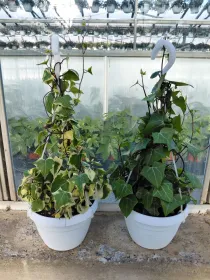 Senecio macroglossus bsk 16 V. 16 cm - Riviera Quality Societa' Agricola Cooperativa