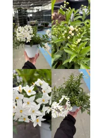 Solanum jasminoides 14 V. 14 cm - Riviera Quality Societa' Agricola Cooperativa