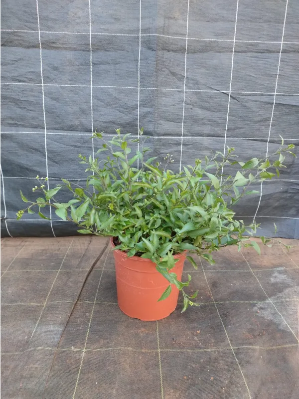 Solanum jasminoides 18 V. 18 cm - Riviera Quality Societa' Agricola Cooperativa