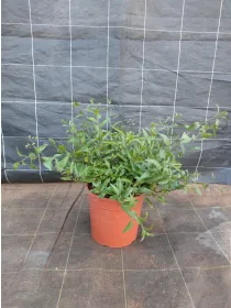 Solanum jasminoides 18 V. 18 cm - Riviera Quality Societa' Agricola Cooperativa