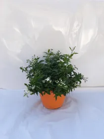 Solanum jasminoides 25 V. 25 cm - Riviera Quality Societa' Agricola Cooperativa