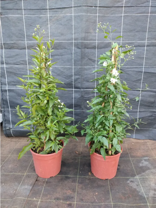 Solanum jasminoides pir. 16 h. 70/80 V. 16 cm - Riviera Quality Societa' Agricola Cooperativa