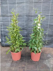 Solanum jasminoides pir. 16 h. 70/80 V. 16 cm - Riviera Quality Societa' Agricola Cooperativa