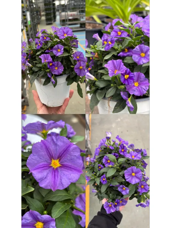 Solanum rantonetii 14 V. 14 cm - Riviera Quality Societa' Agricola Cooperativa