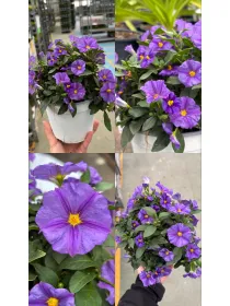 Solanum rantonetii 14 V. 14 cm - Riviera Quality Societa' Agricola Cooperativa