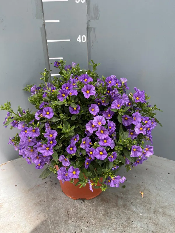 Solanum rantonetii 18 V. 18 cm - Riviera Quality Societa' Agricola Cooperativa