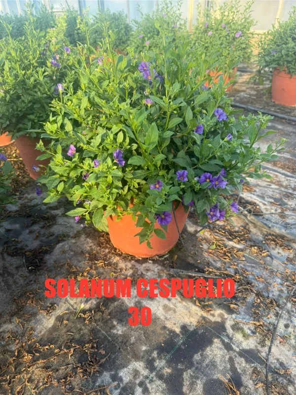 Solanum rantonetii 30 V. 30 cm - Riviera Quality Societa' Agricola Cooperativa