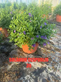 Solanum rantonetii 30 V. 30 cm - Riviera Quality Societa' Agricola Cooperativa