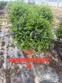 Solanum rantonetii 35 V. 35 cm - Riviera Quality Societa' Agricola Cooperativa