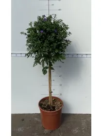 Solanum rantonetii alb. 18 h. 100/110 V. 18 cm - Riviera Quality Societa' Agricola Cooperativa