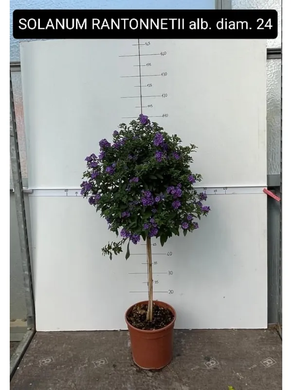 Solanum rantonetii alb. 25 h. 110 V. 25 cm - Riviera Quality Societa' Agricola Cooperativa