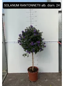Solanum rantonetii alb. 25 h. 110 V. 25 cm - Riviera Quality Societa' Agricola Cooperativa