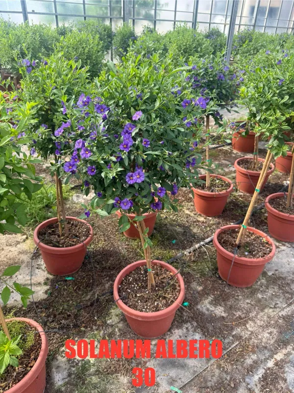 Solanum rantonetii alb. 30 h. 120 V. 30 cm - Riviera Quality Societa' Agricola Cooperativa