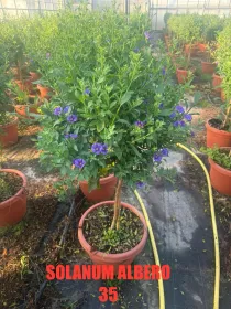 Solanum rantonetii alb. 35 h. 130 V. 35 cm - Riviera Quality Societa' Agricola Cooperativa