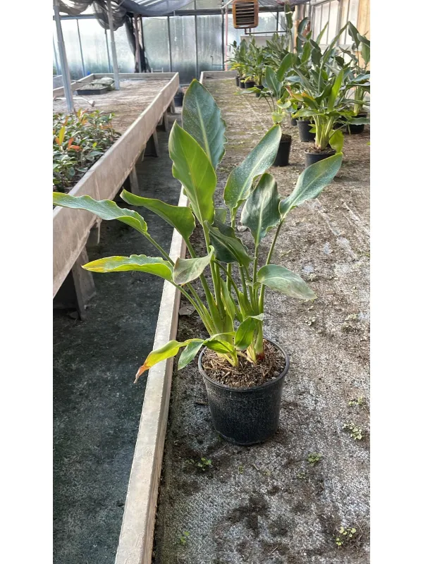 Strelitzia reginae 17 V. 17 cm - Riviera Quality Societa' Agricola Cooperativa