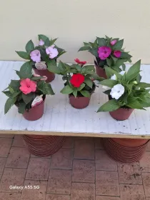 Sunpatiens 14 V. 14 cm - Riviera Quality Societa' Agricola Cooperativa