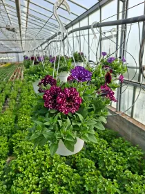 Surfinia bsk 18 V. 18 cm - Riviera Quality Societa' Agricola Cooperativa