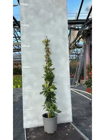 Trachelospermum jasm. 18 1canna h. 10 V. 18 cm - Riviera Quality Societa' Agricola Cooperativa