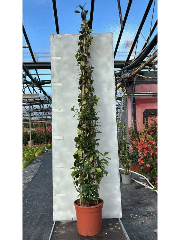 Trachelospermum jasm. 24 piramide h180 V. 24 cm - Riviera Quality Societa' Agricola Cooperativa