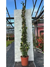 Trachelospermum jasm. 24 piramide h180 V. 24 cm - Riviera Quality Societa' Agricola Cooperativa