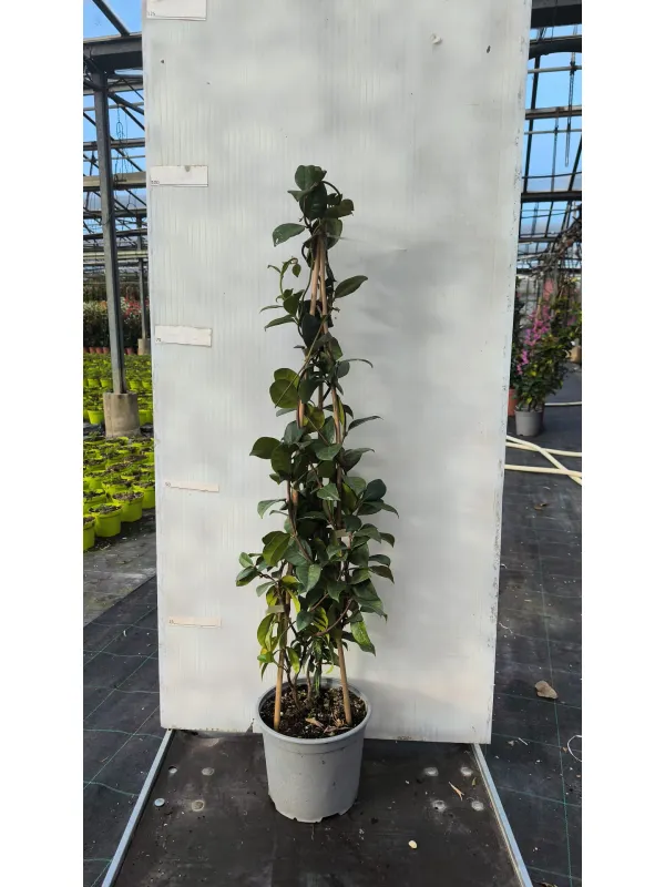 Trachelospermum piramide 19 h.90 V. 19 cm - Riviera Quality Societa' Agricola Cooperativa