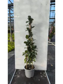 Trachelospermum piramide 19 h.90 V. 19 cm - Riviera Quality Societa' Agricola Cooperativa