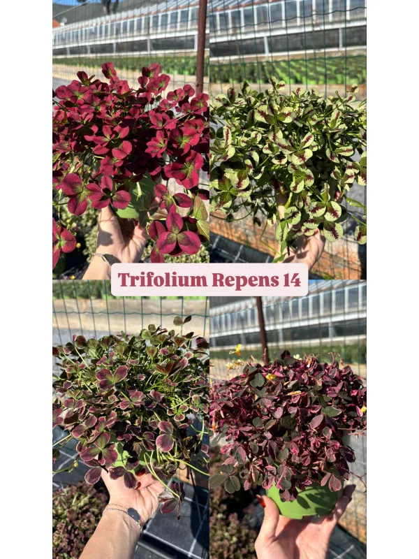 Trifolium repens 14 V. 14 cm - Riviera Quality Societa' Agricola Cooperativa